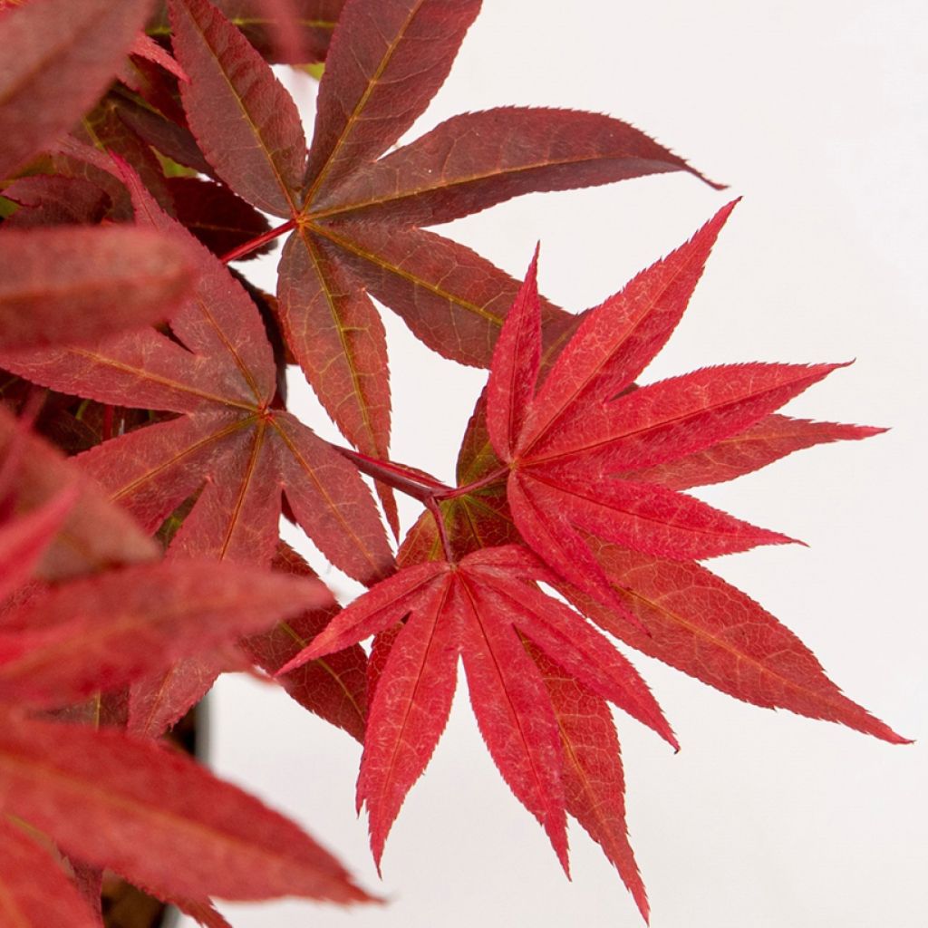 Fächerahorn Little Red - Acer palmatum