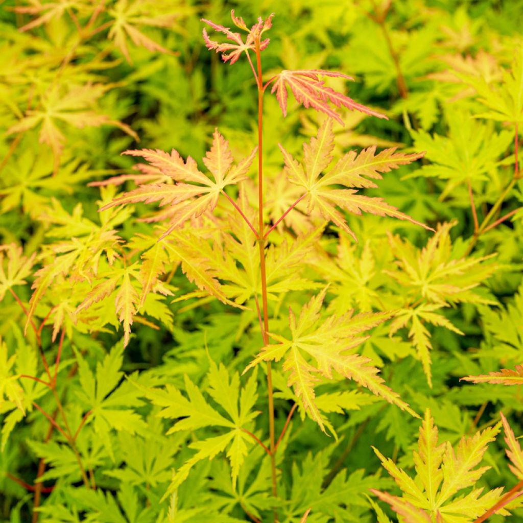 Fächerahorn Orange Lace - Acer palmatum