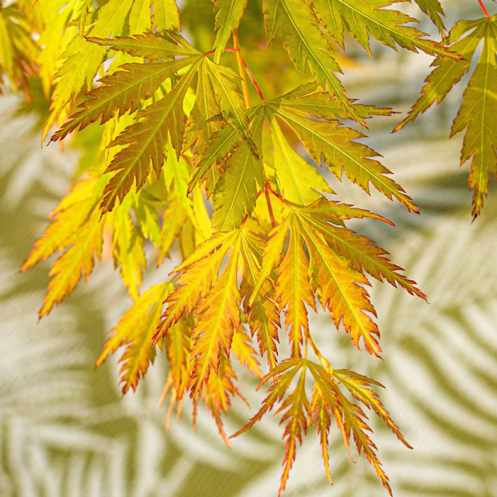 Fächerahorn Orange Lace - Acer palmatum