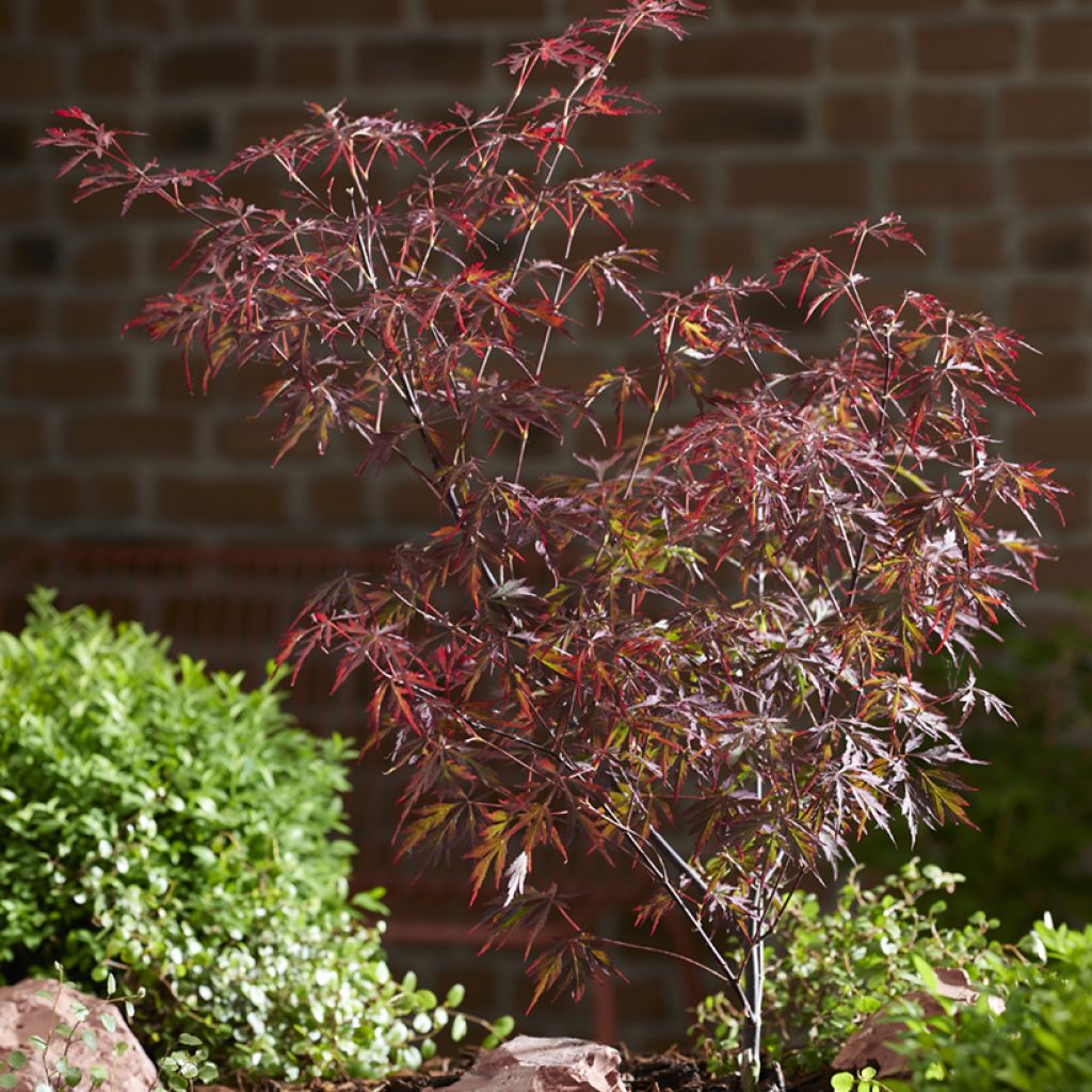 Fächerahorn Royal Garnet - Acer palmatum