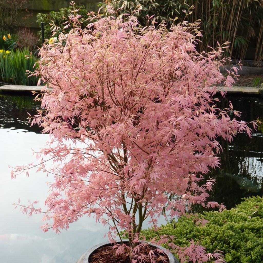 Fächerahorn Taylor - Acer palmatum