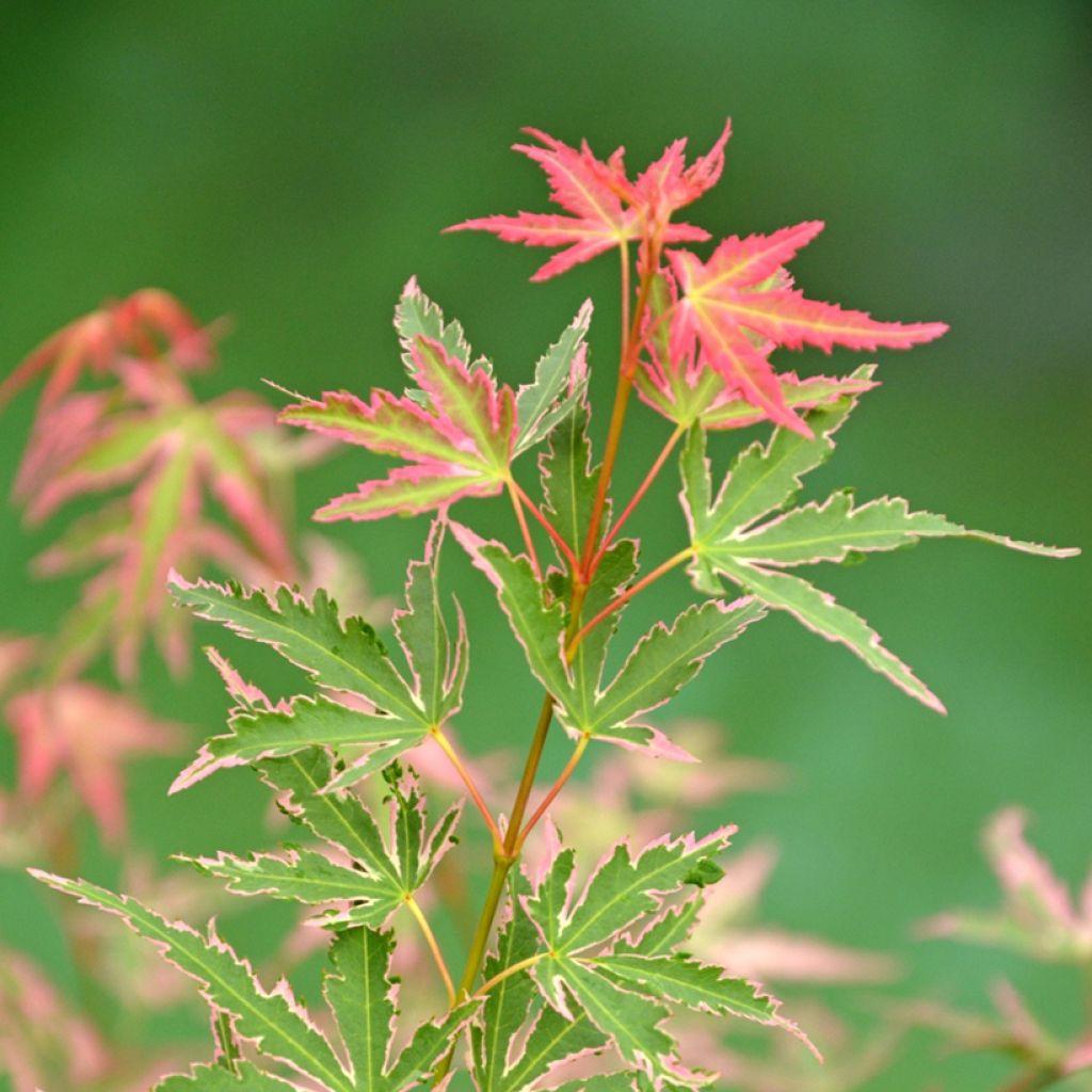 Fächerahorn Taylor - Acer palmatum