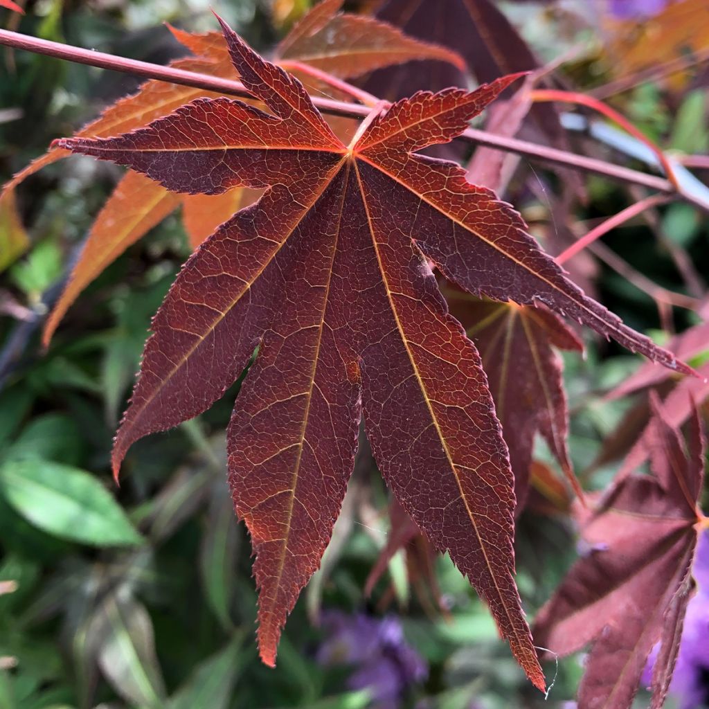 Fächerahorn Atropurpureum - Acer palmatum