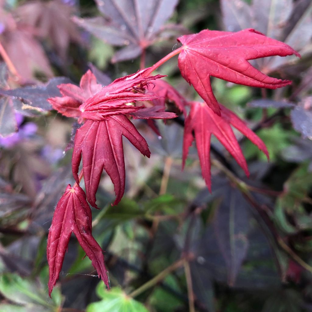 Érable du Japon - Acer palmatum Atropurpureum