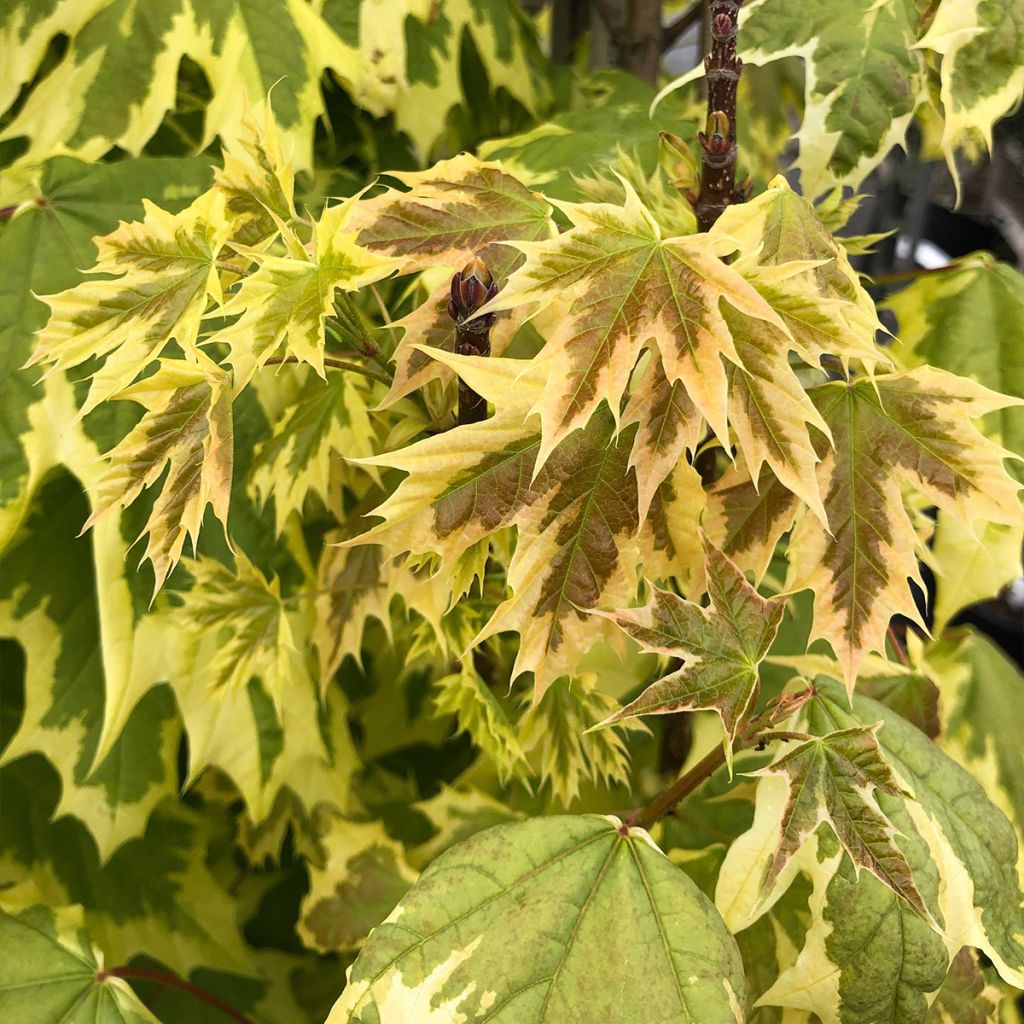 Spitz-Ahorn Drummondii - Acer platanoides