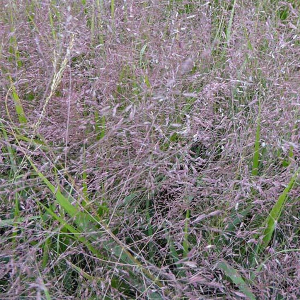 Eragrostis spectabilis Great Plains - Purpur-Liebesgras