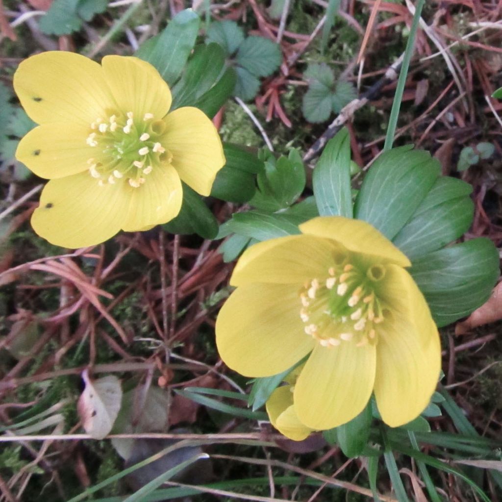 Eranthis hyemalis Schwefelglanz - Winterling