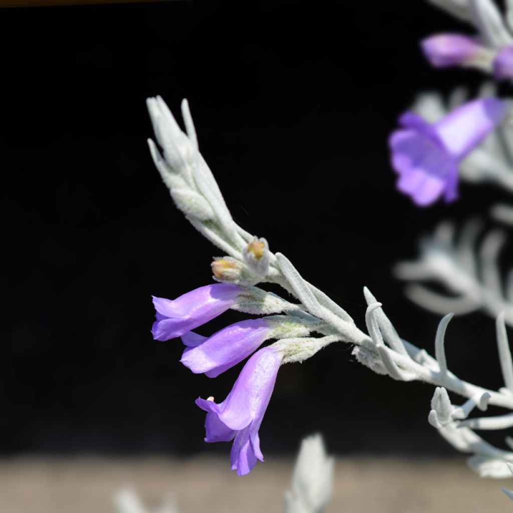 Eremophila caerulea nivea Beryl's Blue - Emustrauch