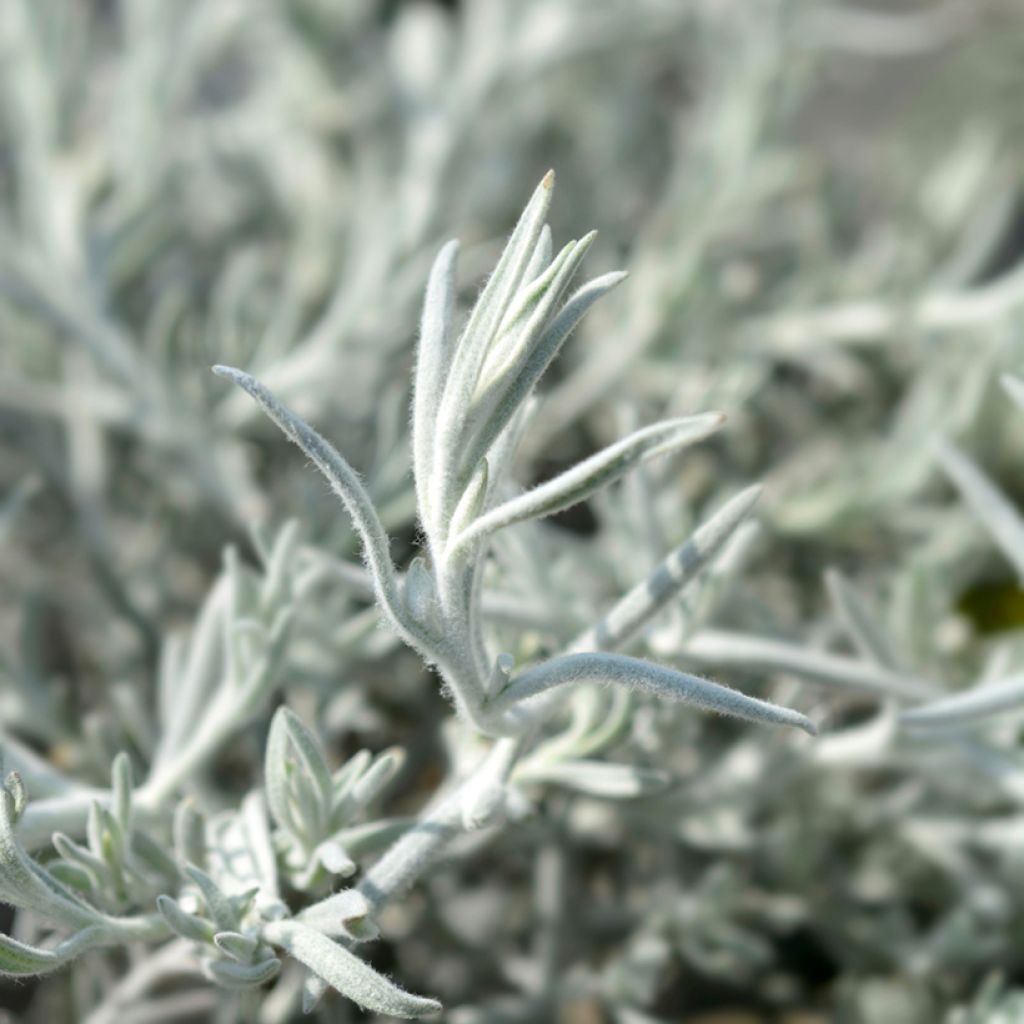 Eremophila Beryl's Blue - Eremophile 