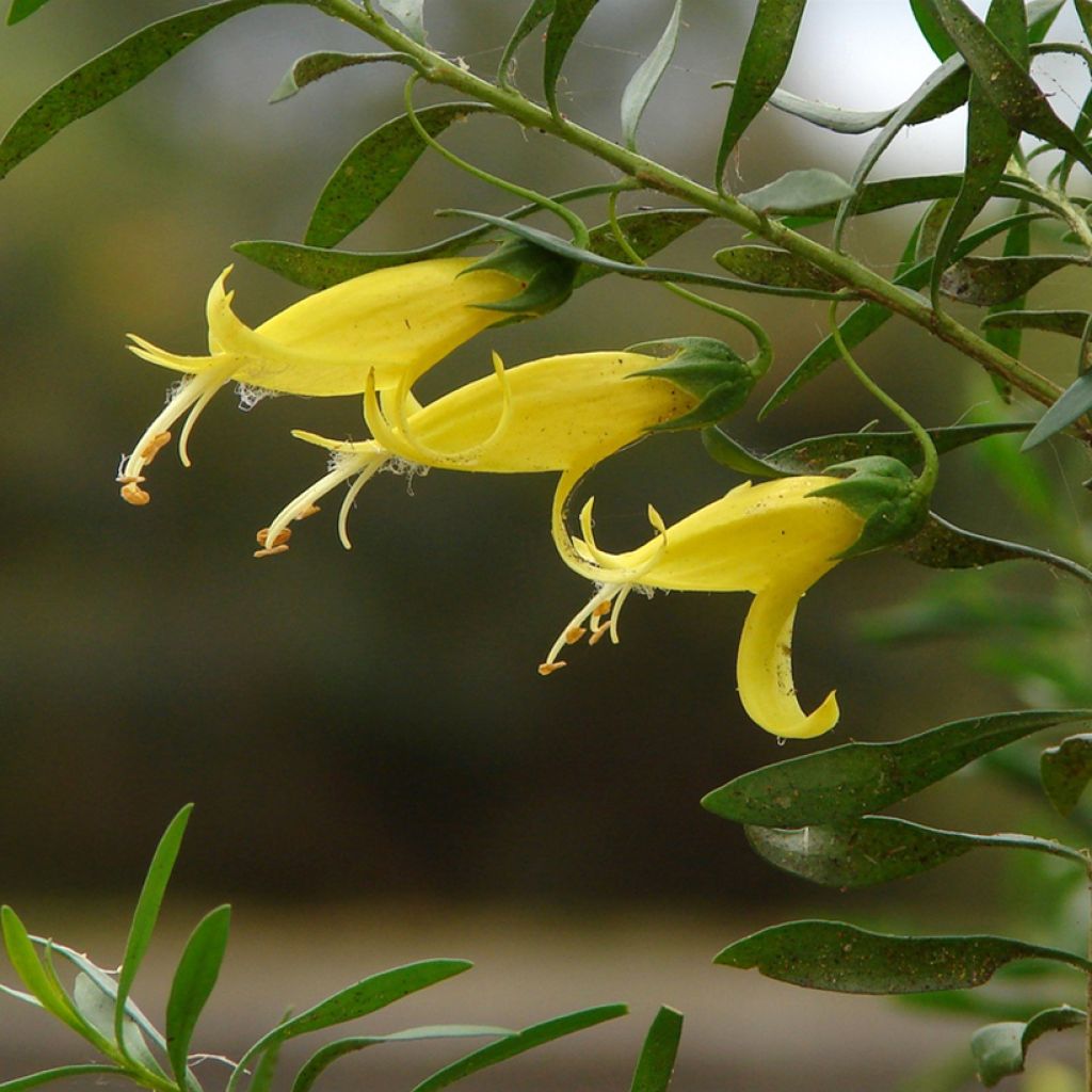 Eremophila maculata Aurea - Emustrauch