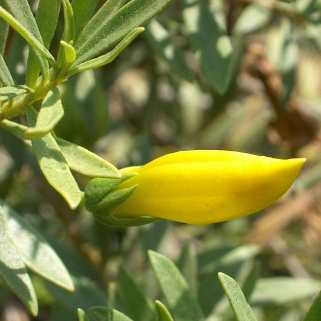 Eremophila maculata Aurea - Eremophile tacheté