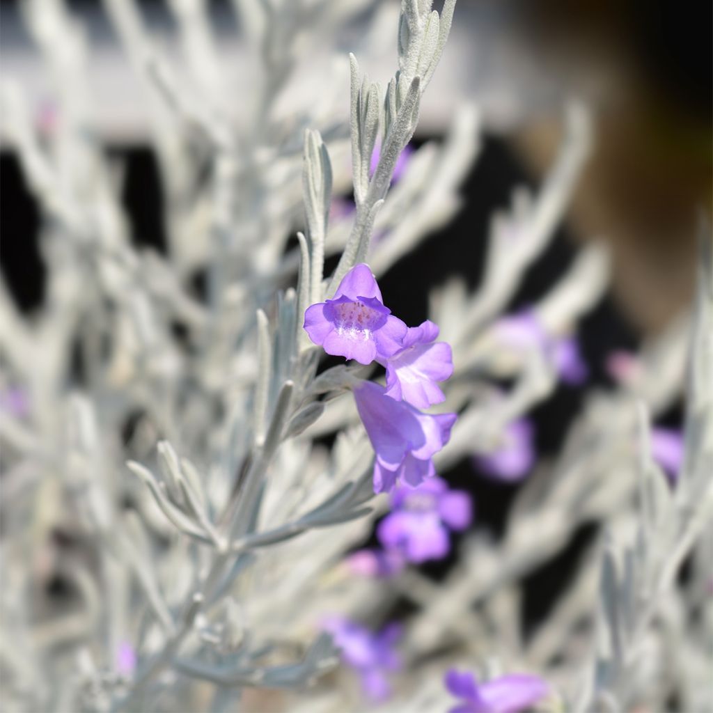 Eremophila nivea - Emustrauch