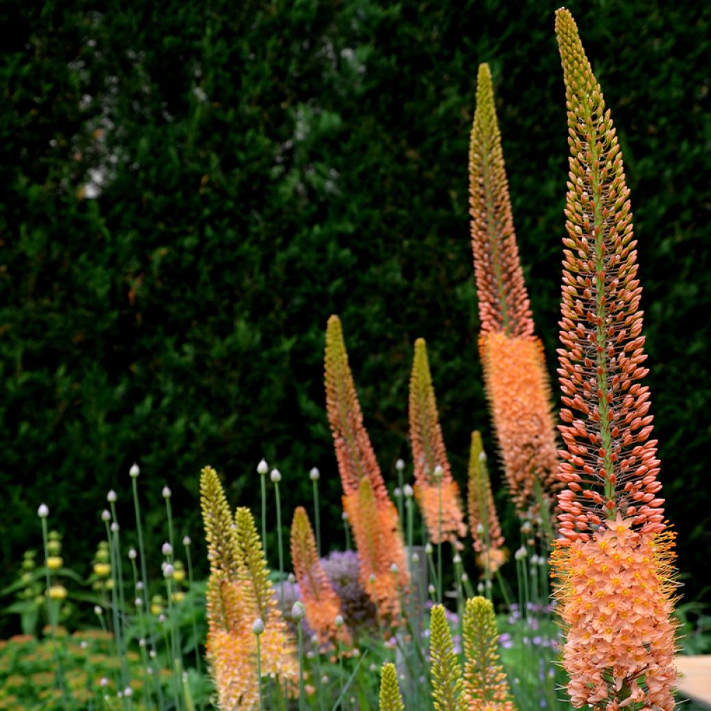 Eremurus Cléopatra - Steppenkerze