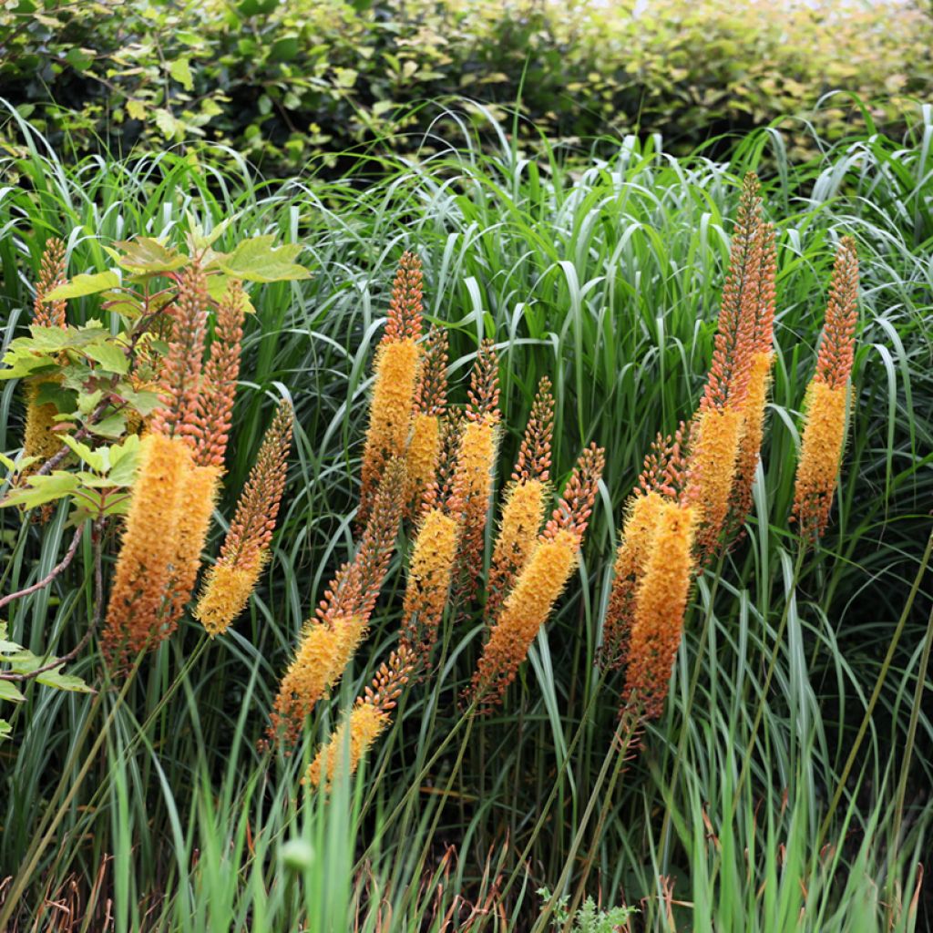 Eremurus Cléopatra - Steppenkerze