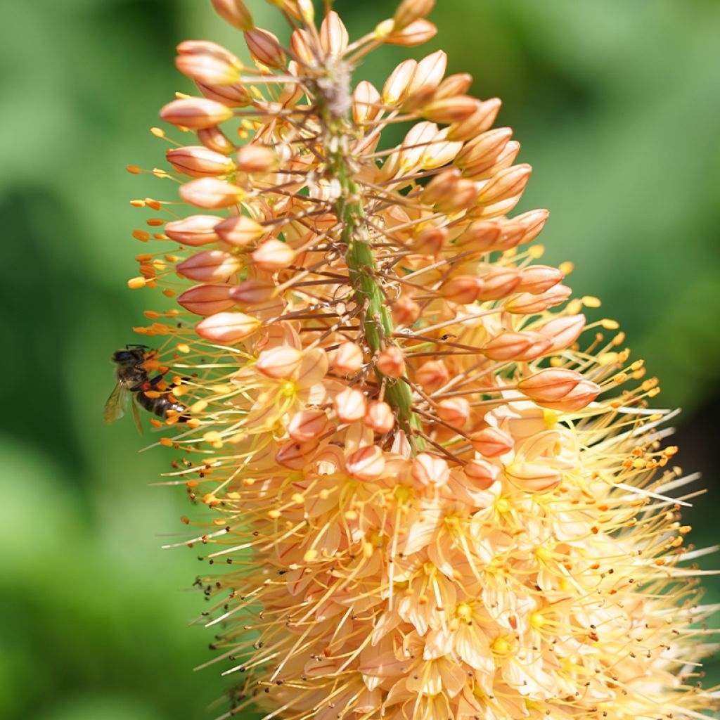 Eremurus Cléopatra - Steppenkerze