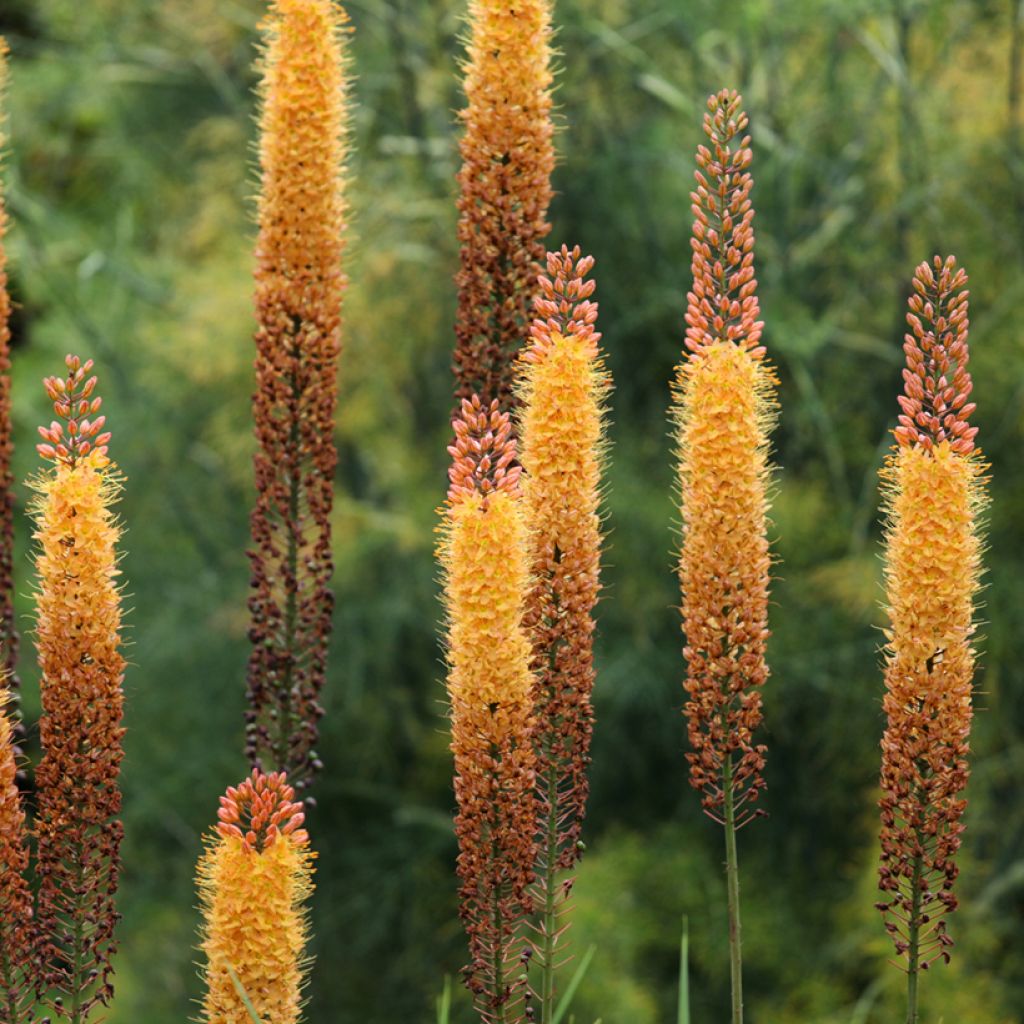 Eremurus Cléopatra - Steppenkerze