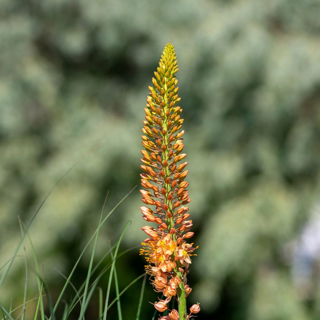 Eremurus Cléopatra - Steppenkerze