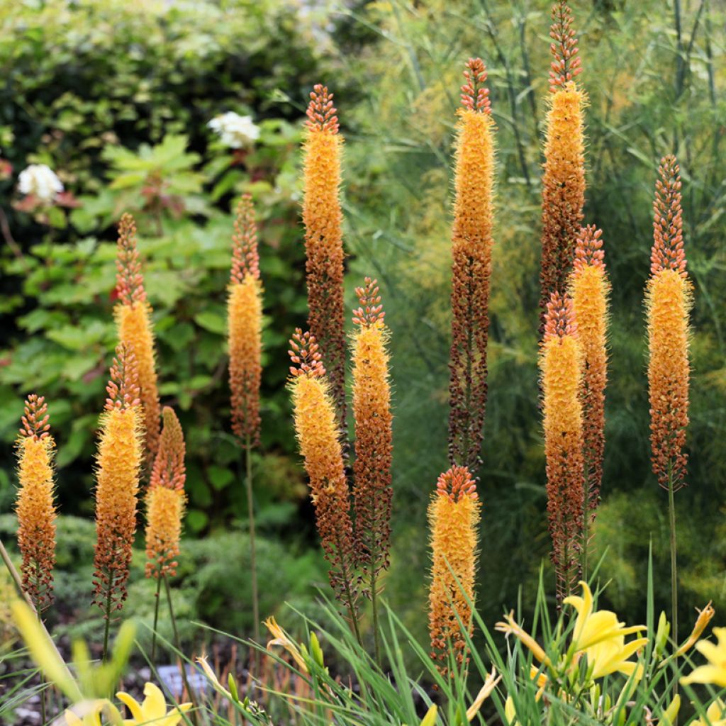 Eremurus Cléopatra - Steppenkerze