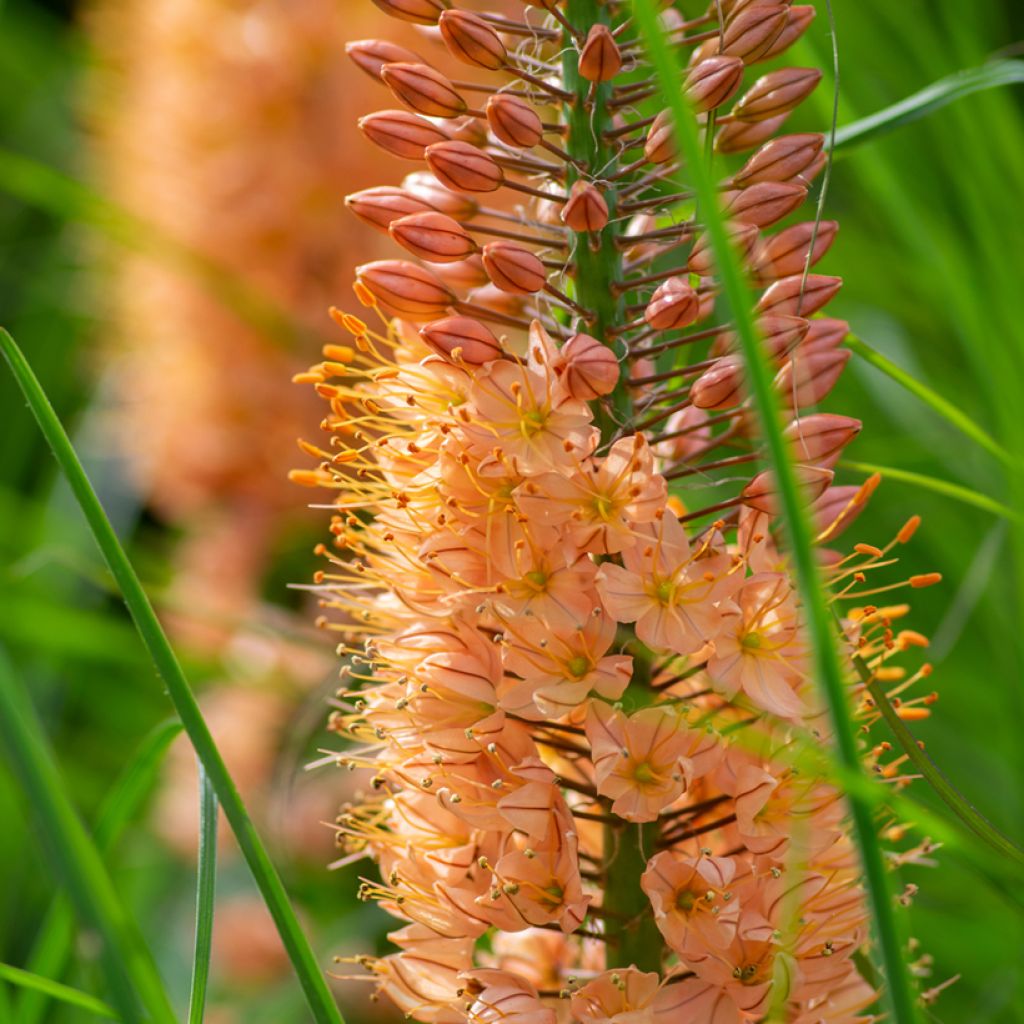 Eremurus Cléopatra - Steppenkerze