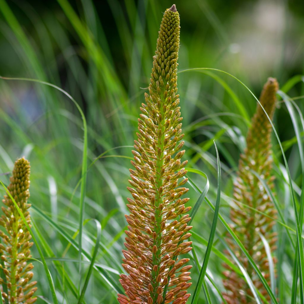 Eremurus Cléopatra - Steppenkerze