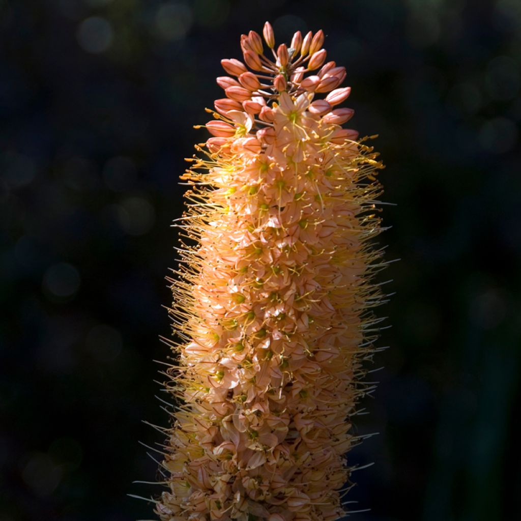 Eremurus Cléopatra - Steppenkerze