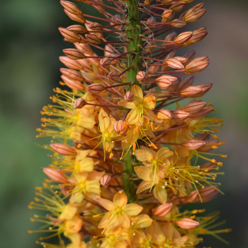 Eremurus Cléopatra - Steppenkerze