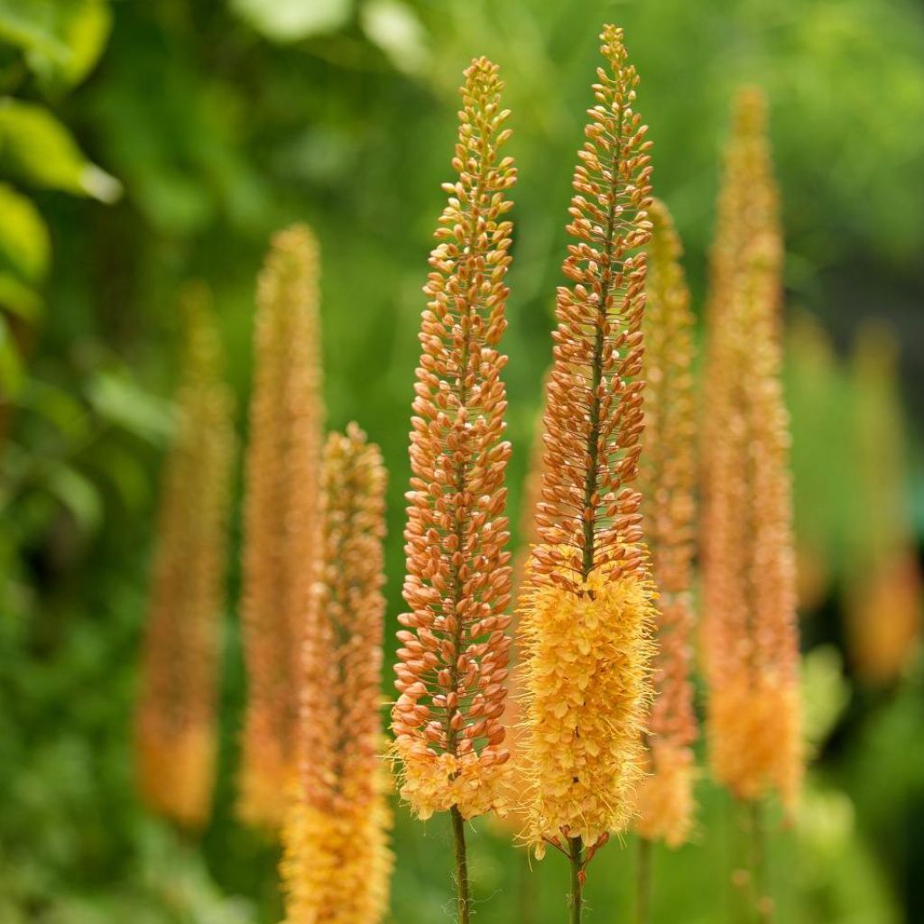 Eremurus Pinokkio - Steppenkerze