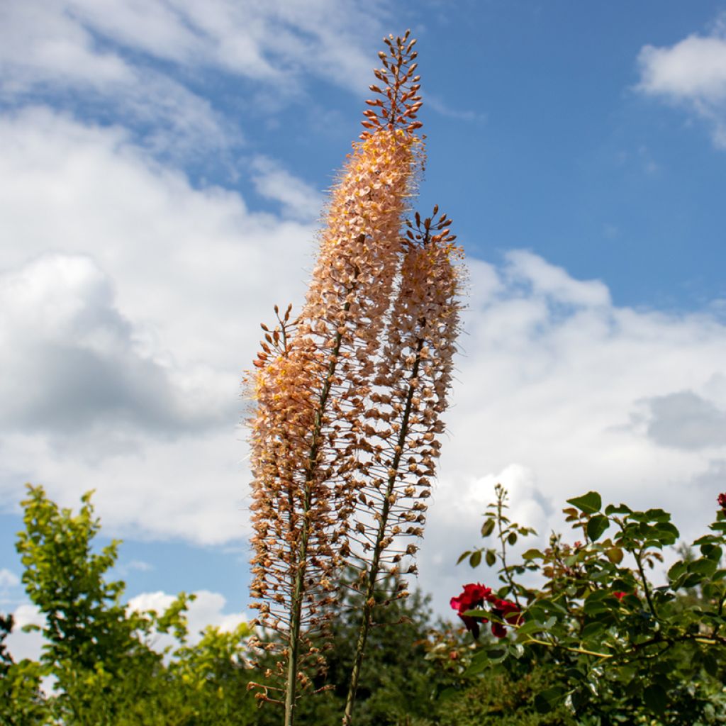 Eremurus Romance - Lis des steppes