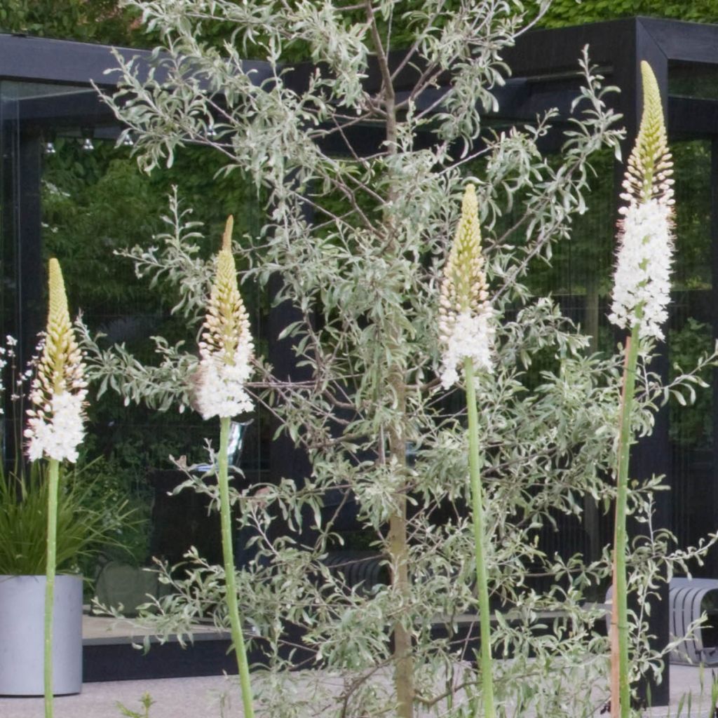 Eremurus White Beauty Favourite - Steppenkerze