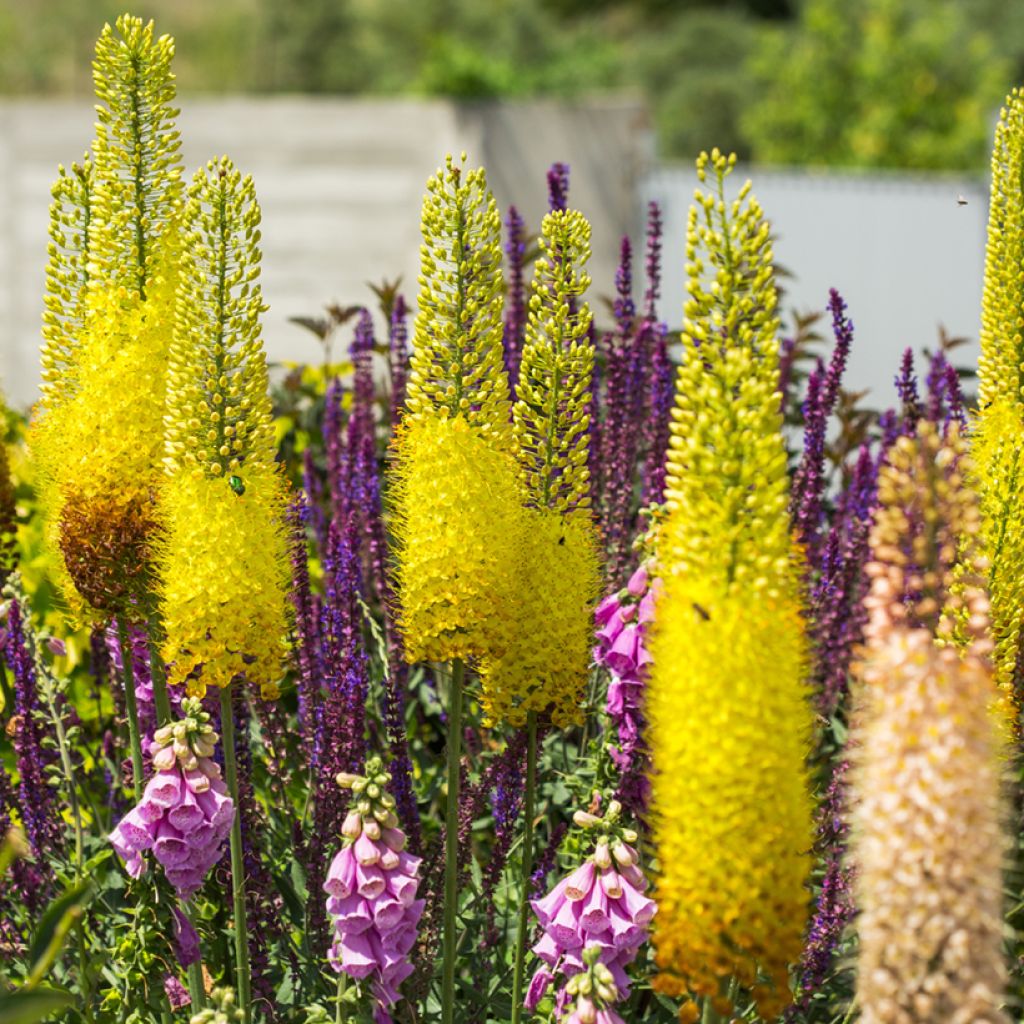 Eremurus bungeï - Lis des steppes