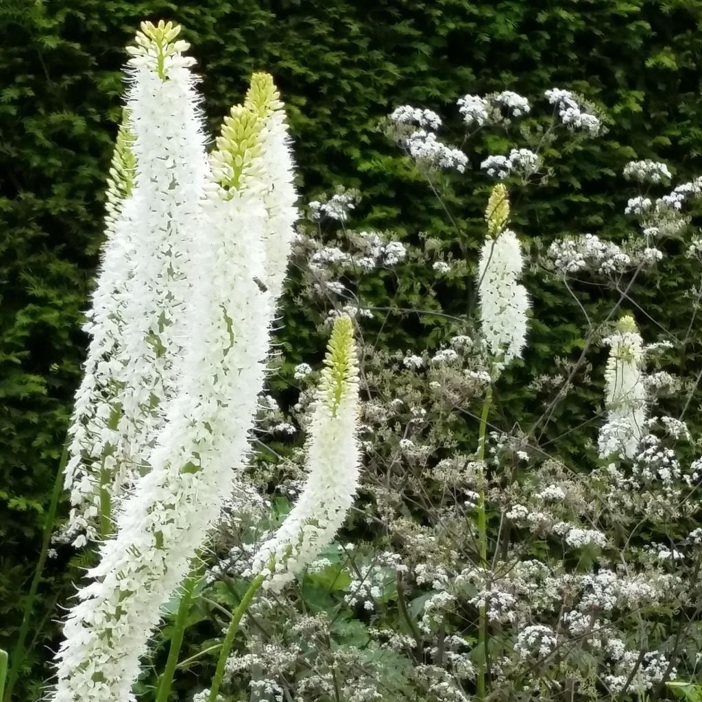 Eremurus himalaïcus - Lis des steppes