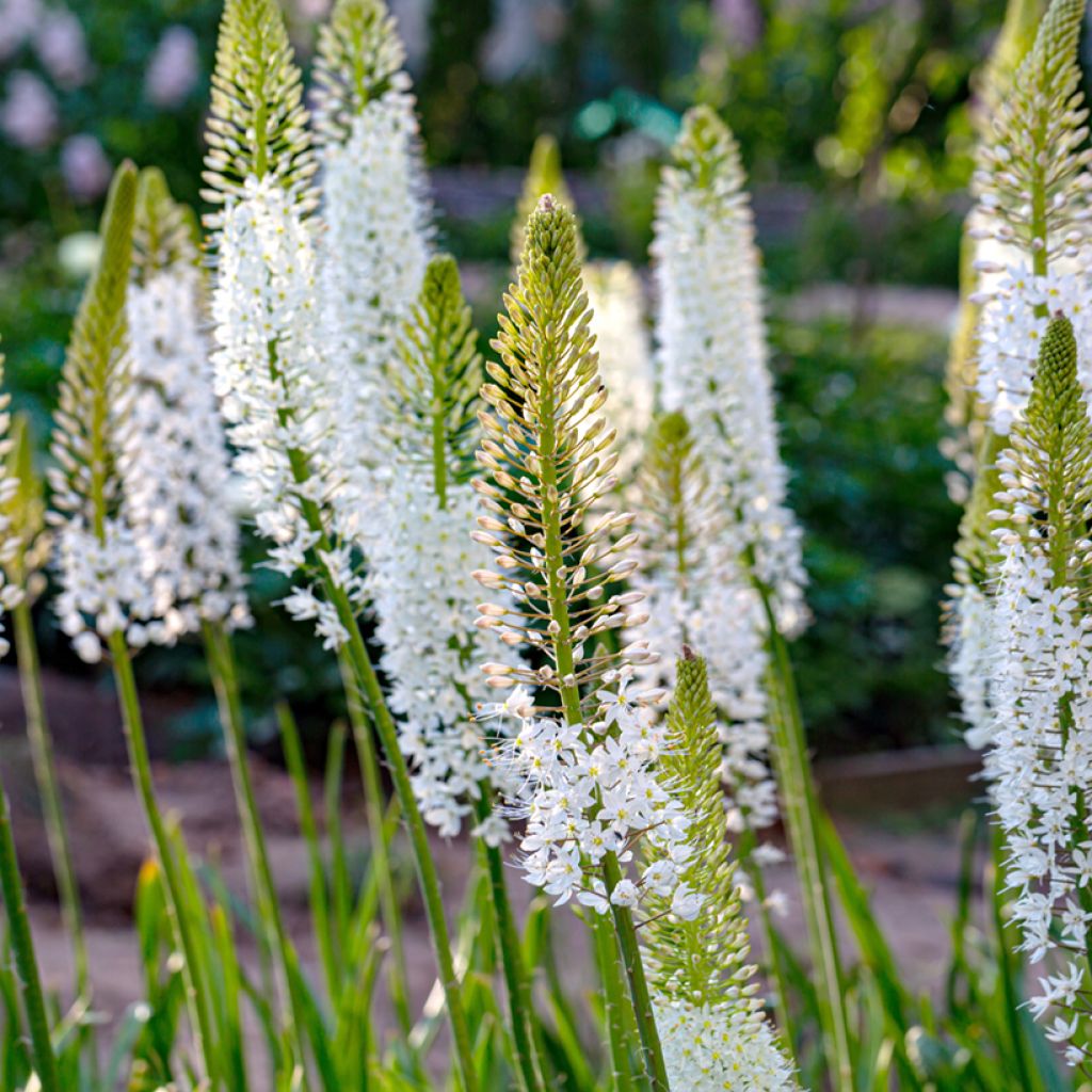 Eremurus himalaïcus - Lis des steppes