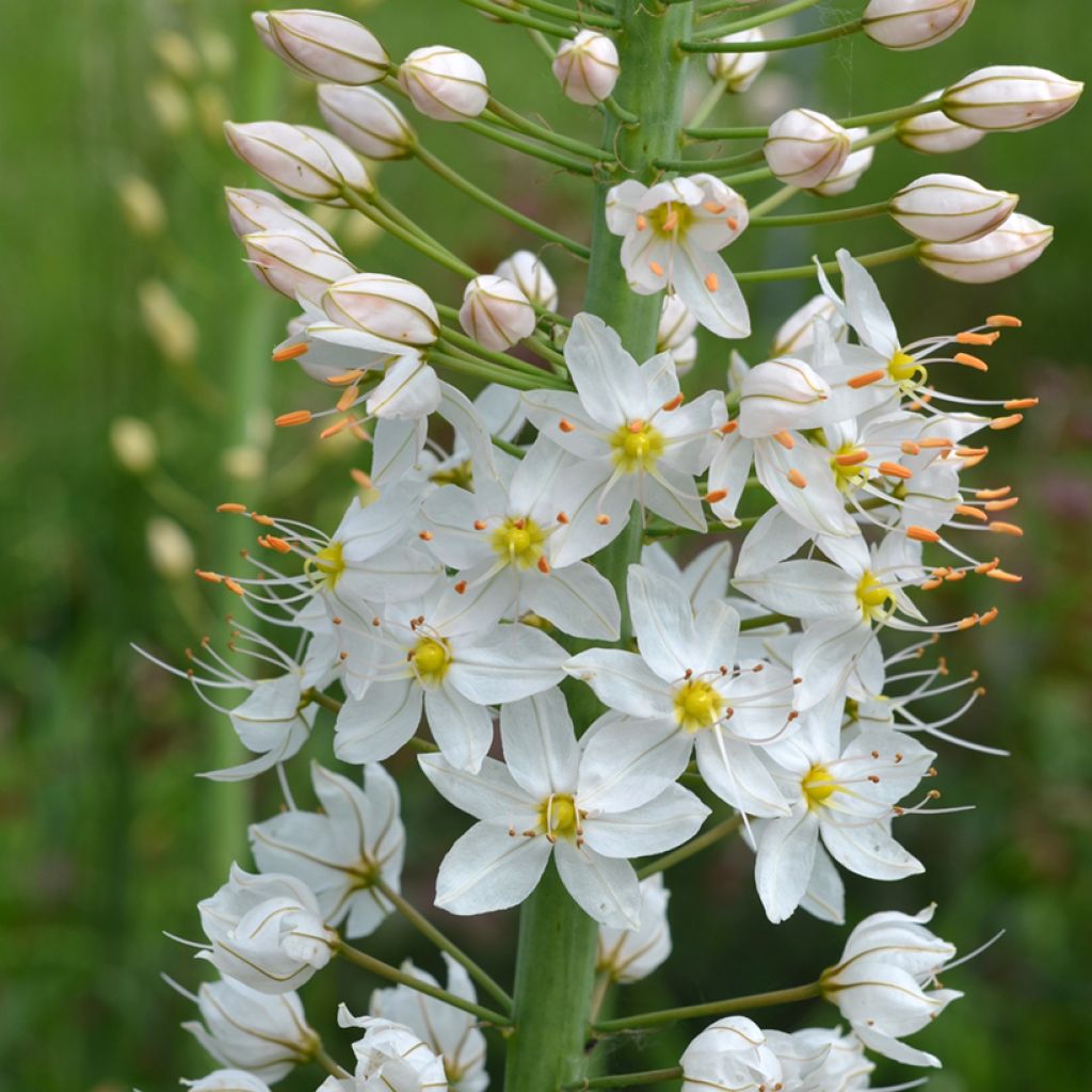 Eremurus robustus - Lis des steppes