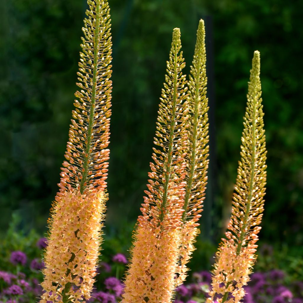 Eremurus stenophyllus Moneymaker - Steppenkerze