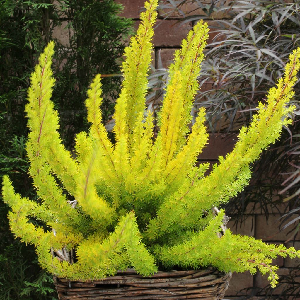 Baum-Heide Albert's Gold - Erica arborea