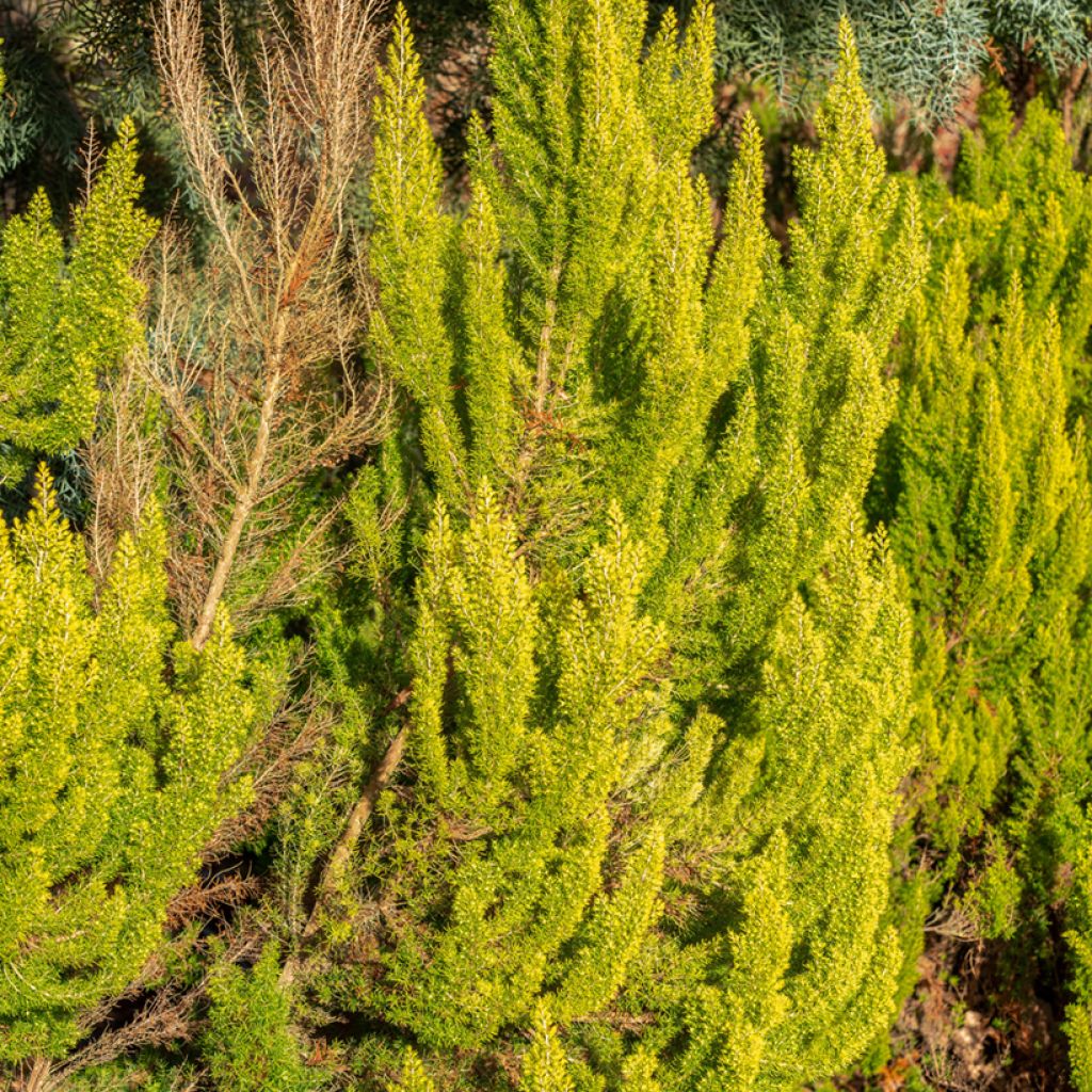 Baum-Heide Albert's Gold - Erica arborea