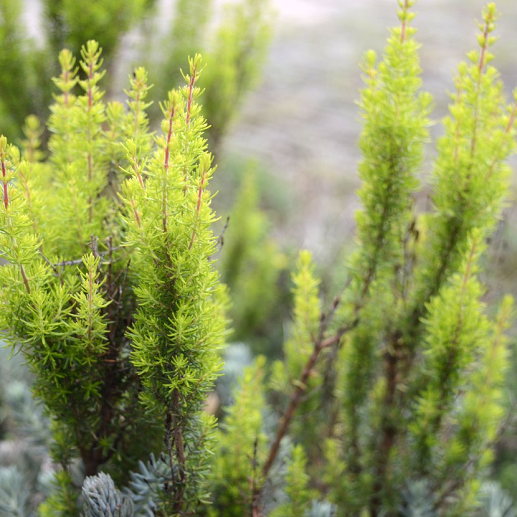 Baum-Heide Albert's Gold - Erica arborea