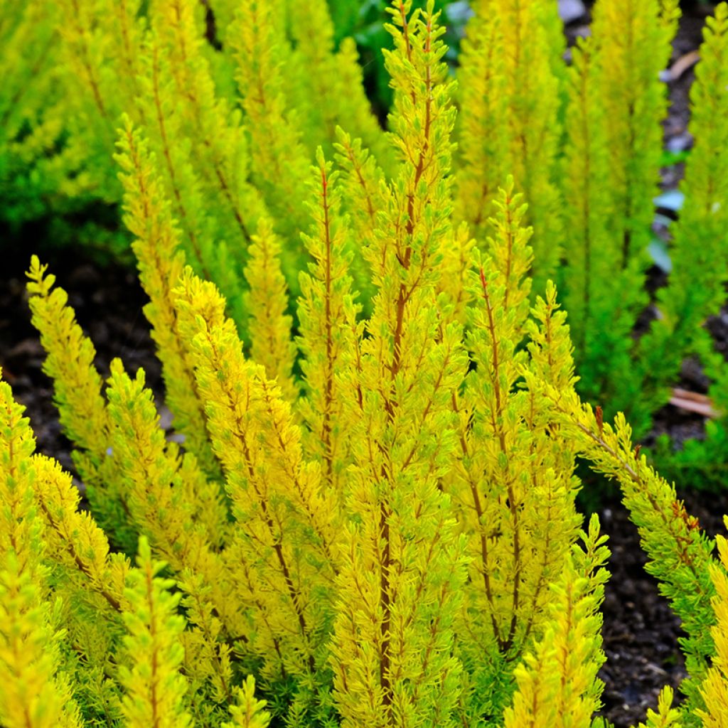 Baum-Heide Albert's Gold - Erica arborea