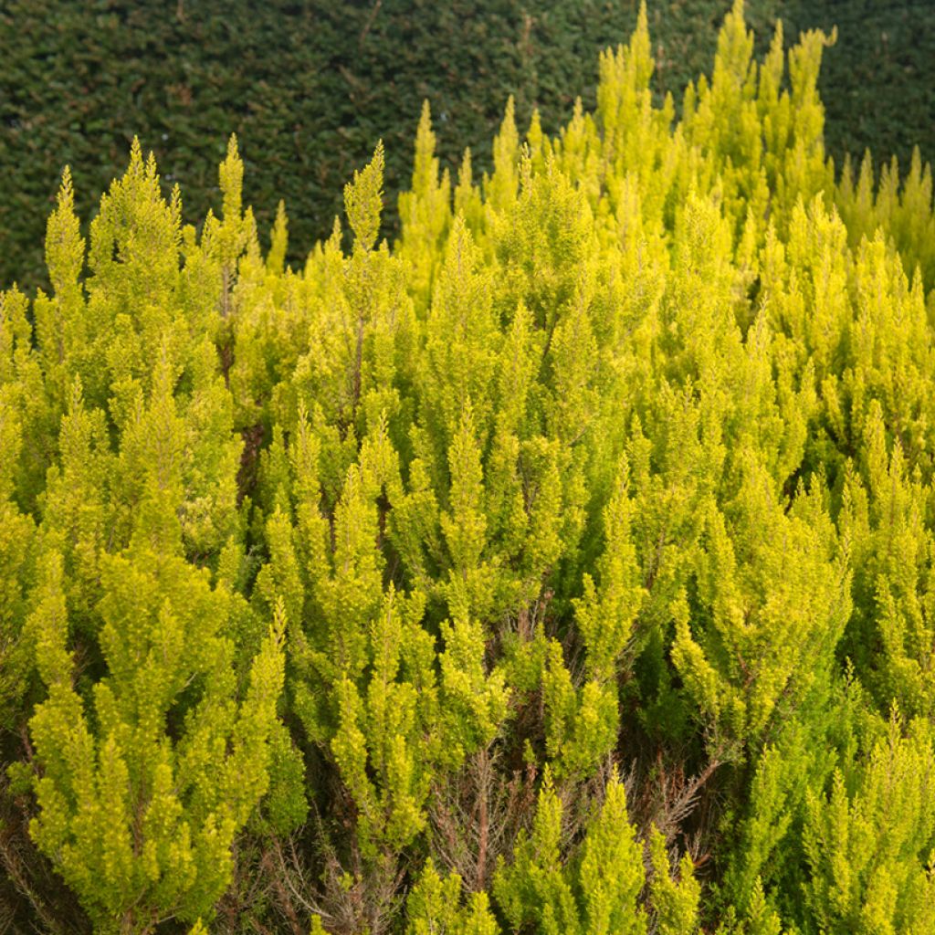 Baum-Heide Albert's Gold - Erica arborea