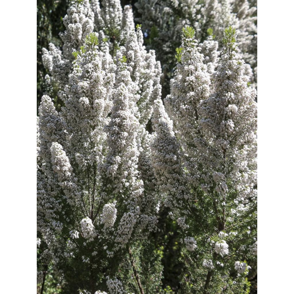 Baum-Heide Alpina - Erica arborea