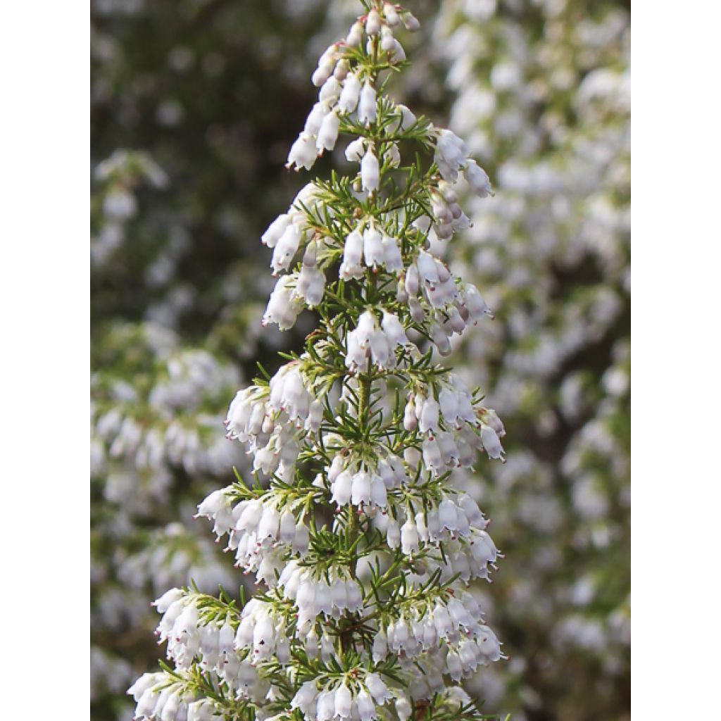 Baum-Heide Alpina - Erica arborea