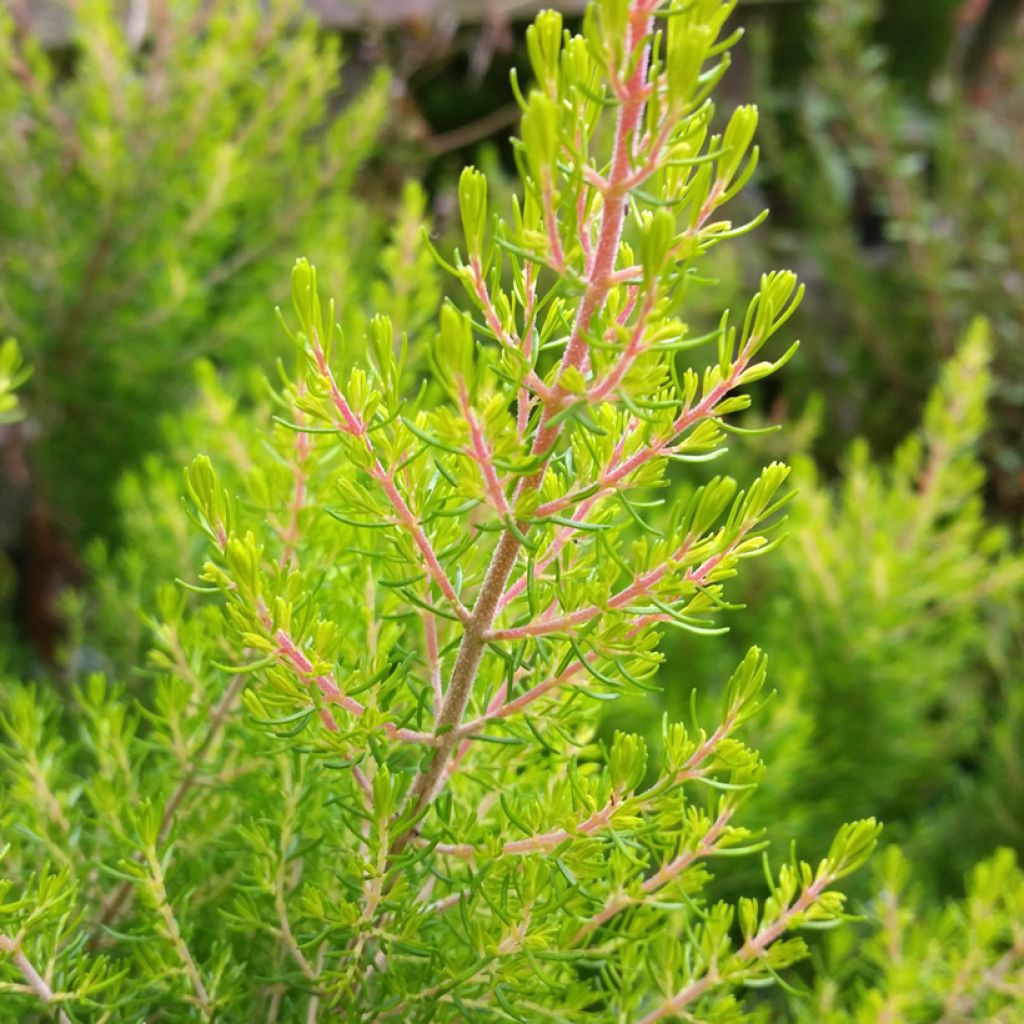 Baum-Heide Estrella Gold - Erica arborea