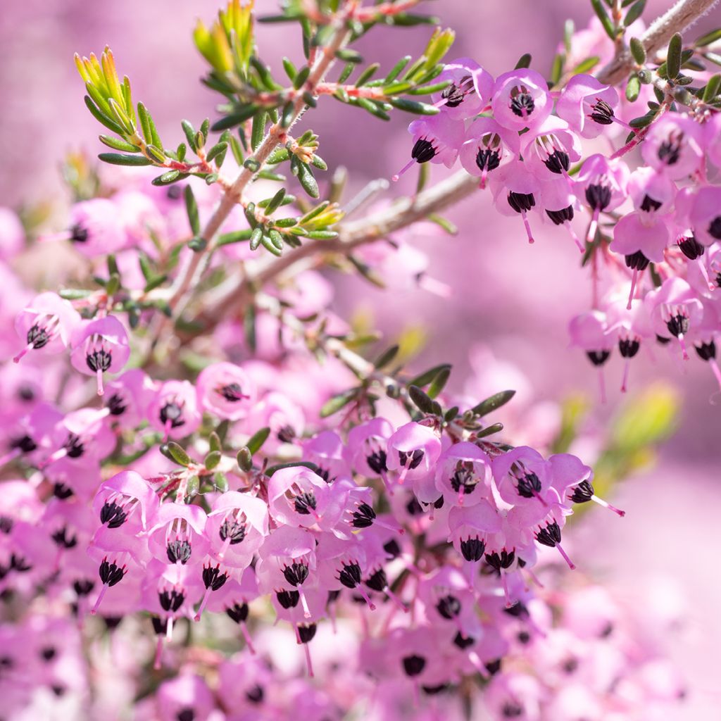 Erica canaliculata - Bruyère arbustive de Noël