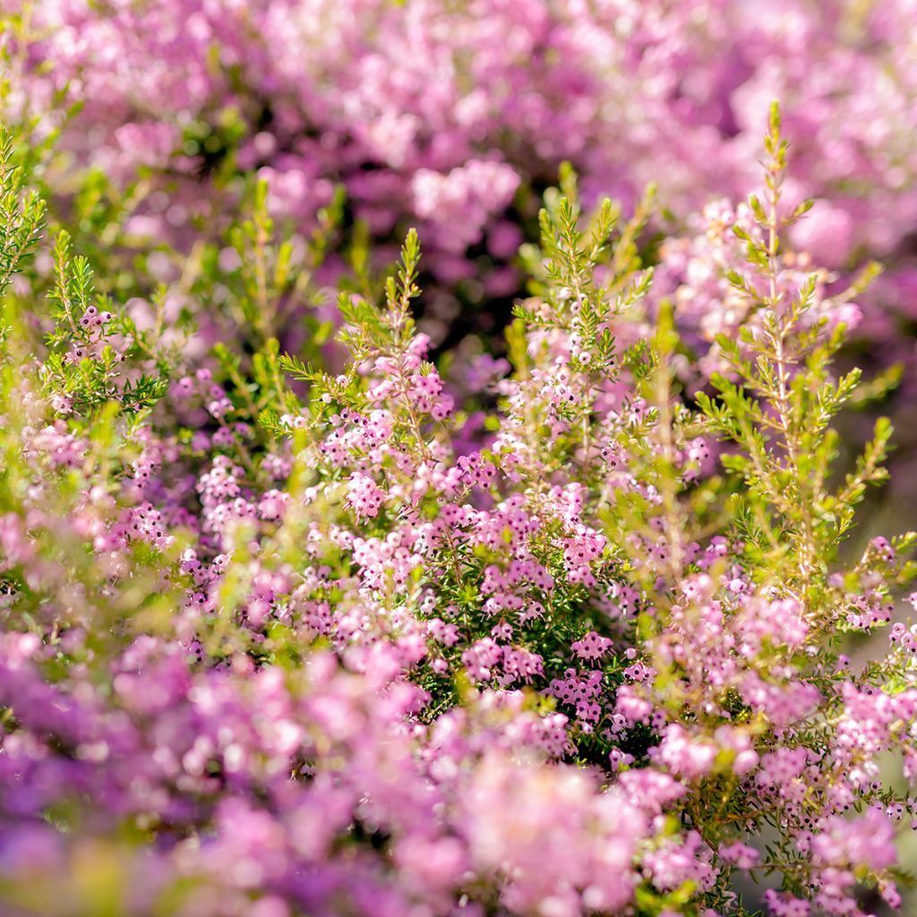 Heidekraut - Erica canaliculata