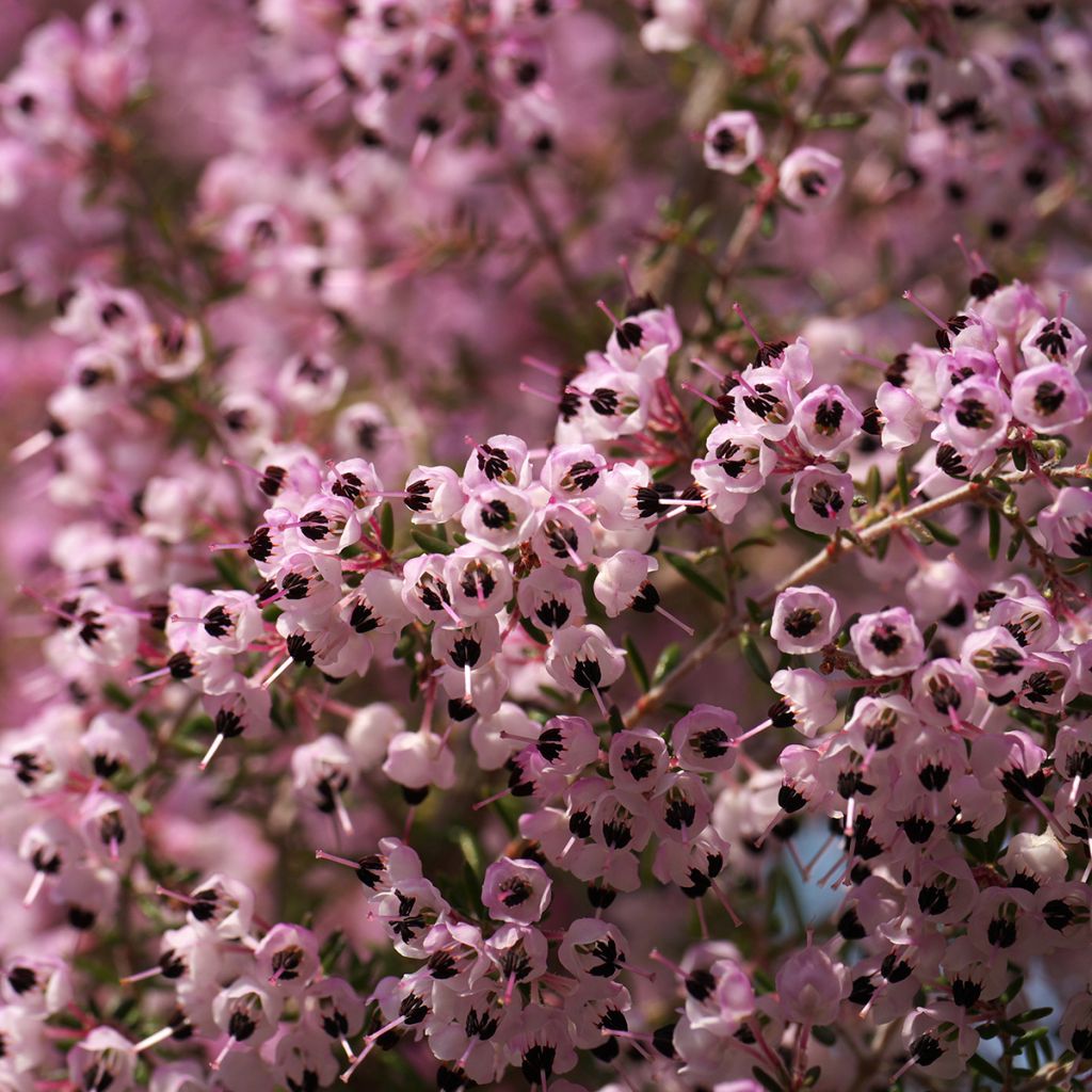 Heidekraut - Erica canaliculata