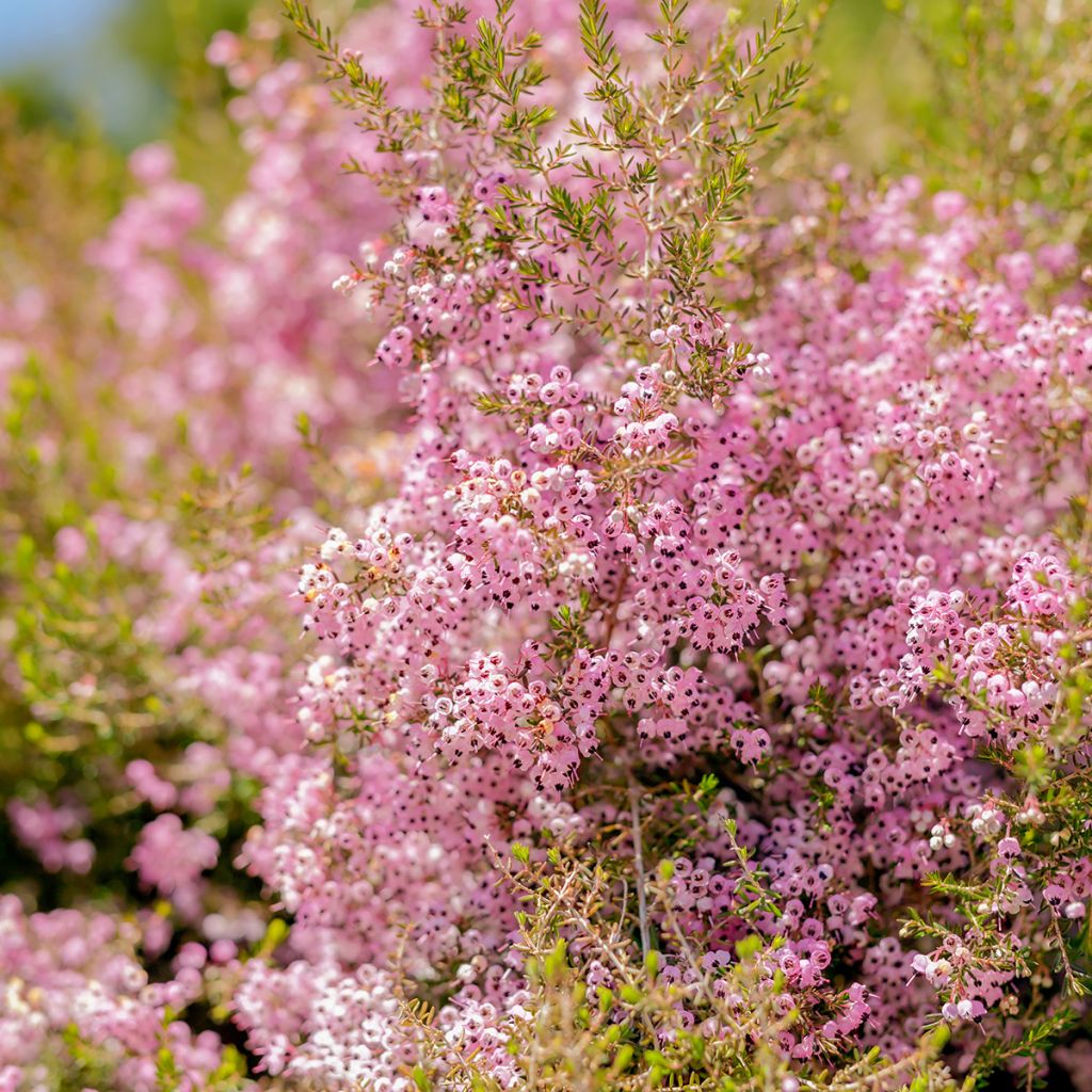 Heidekraut - Erica canaliculata