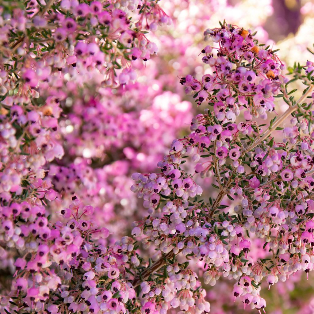 Heidekraut - Erica canaliculata