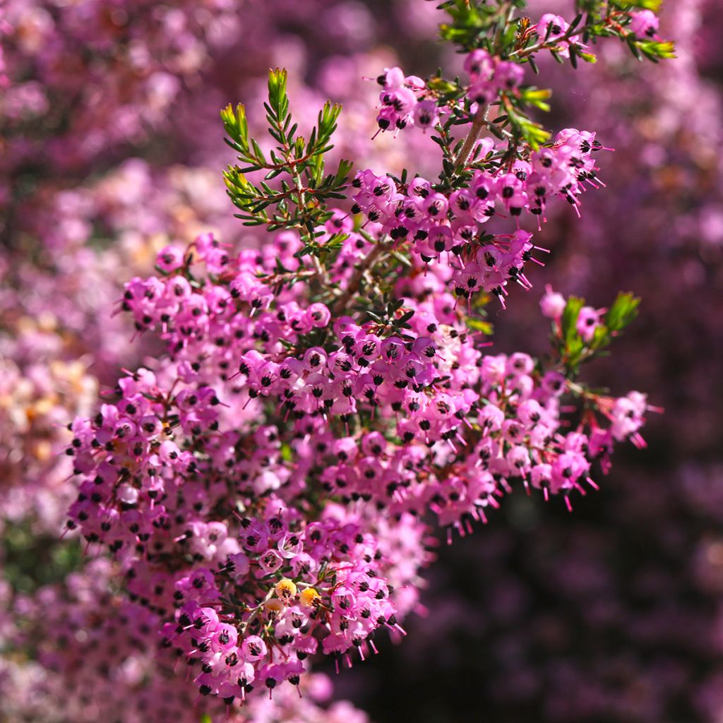 Heidekraut - Erica canaliculata