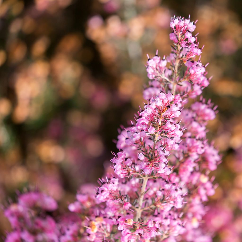 Heidekraut - Erica canaliculata