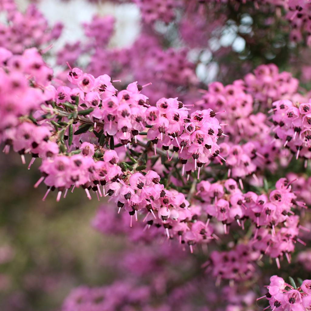 Heidekraut - Erica canaliculata